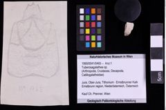 Foto (Objekt + Etiketten) von Tuberosagalathea sp. (NHMW-GEO-1990-0041-0465)